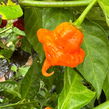 Orange Ripple - Seeds - The Pepper Pantry (Formerly Marie Sharp's)